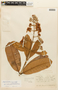 Haploclathra paniculata var. verticillata image