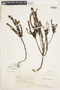 Hypericum mexicanum image