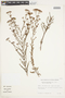 Hypericum myrianthum image