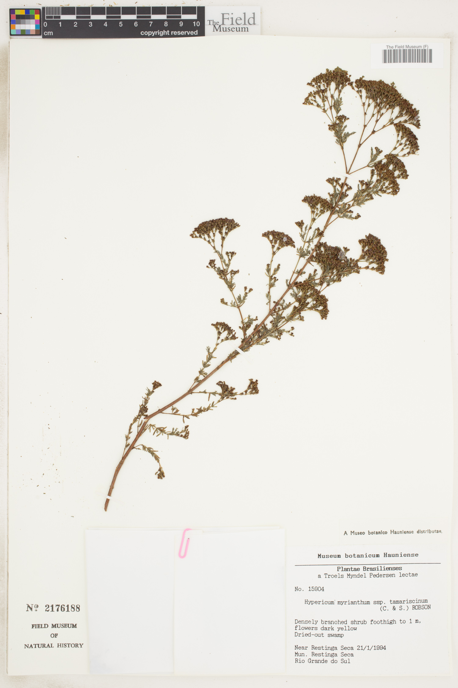 Hypericum myrianthum image