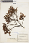 Hypericum myricariifolium image