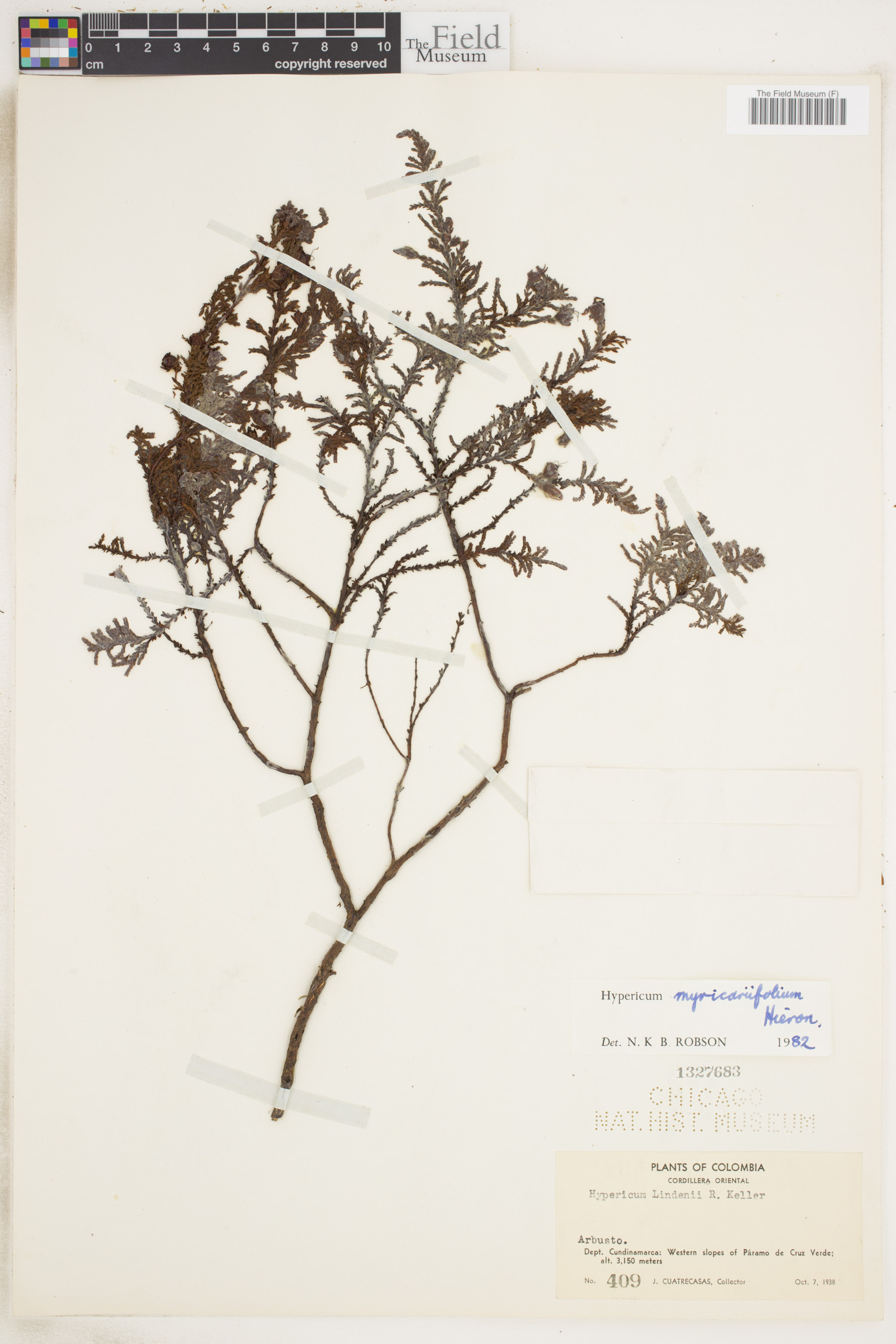Hypericum myricariifolium image