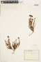 Hypericum myrianthum subsp. tamariscinum image