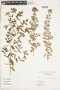 Hypericum myrianthum subsp. tamariscinum image