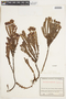 Hypericum phellos subsp. platyphyllum image