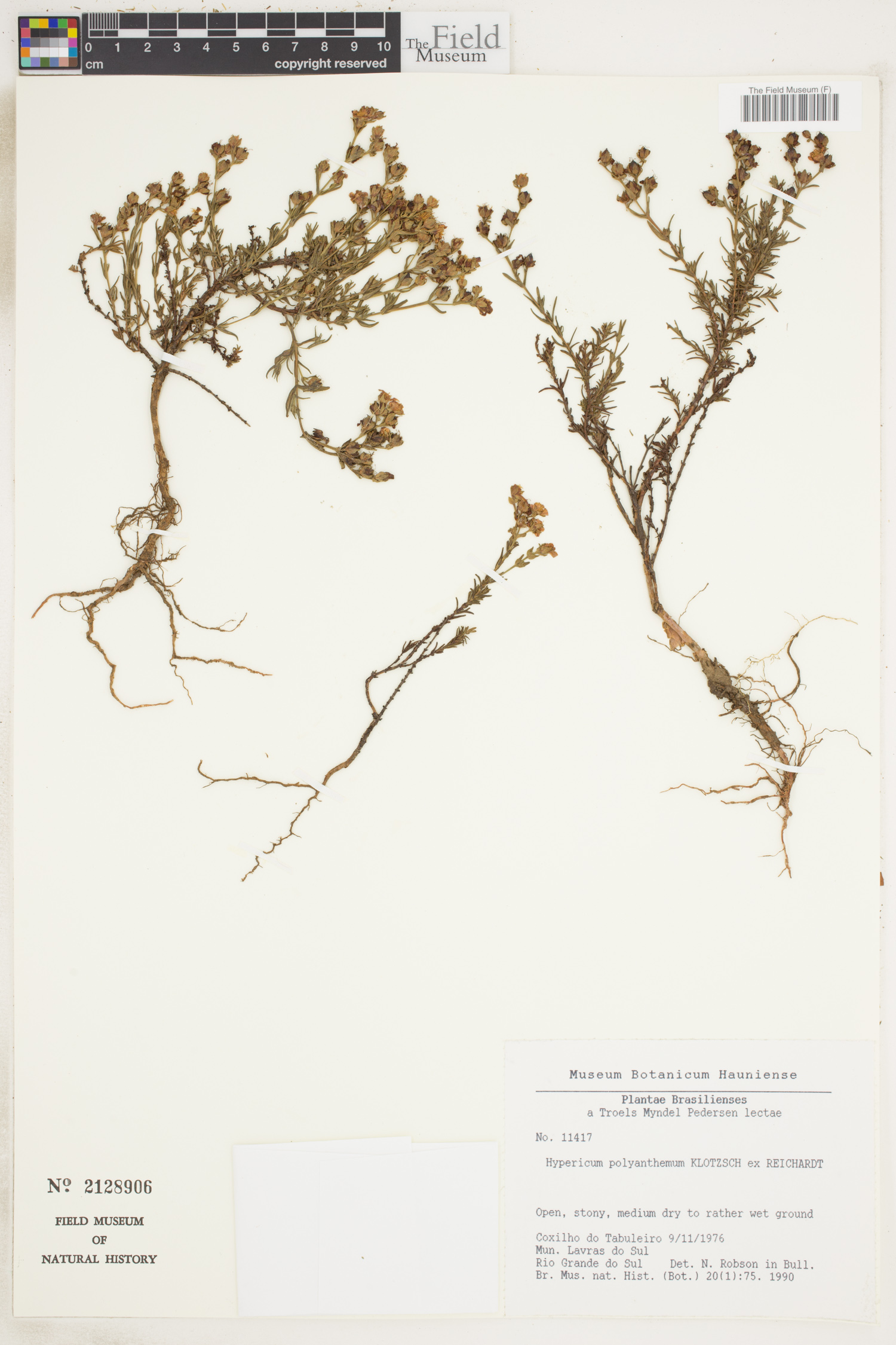 Hypericum polyanthemum image