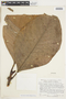 Dystovomita clusiifolia image