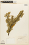 Prosopis affinis image