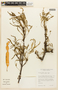 Prosopis nigra image