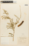 Prosopis nigra image