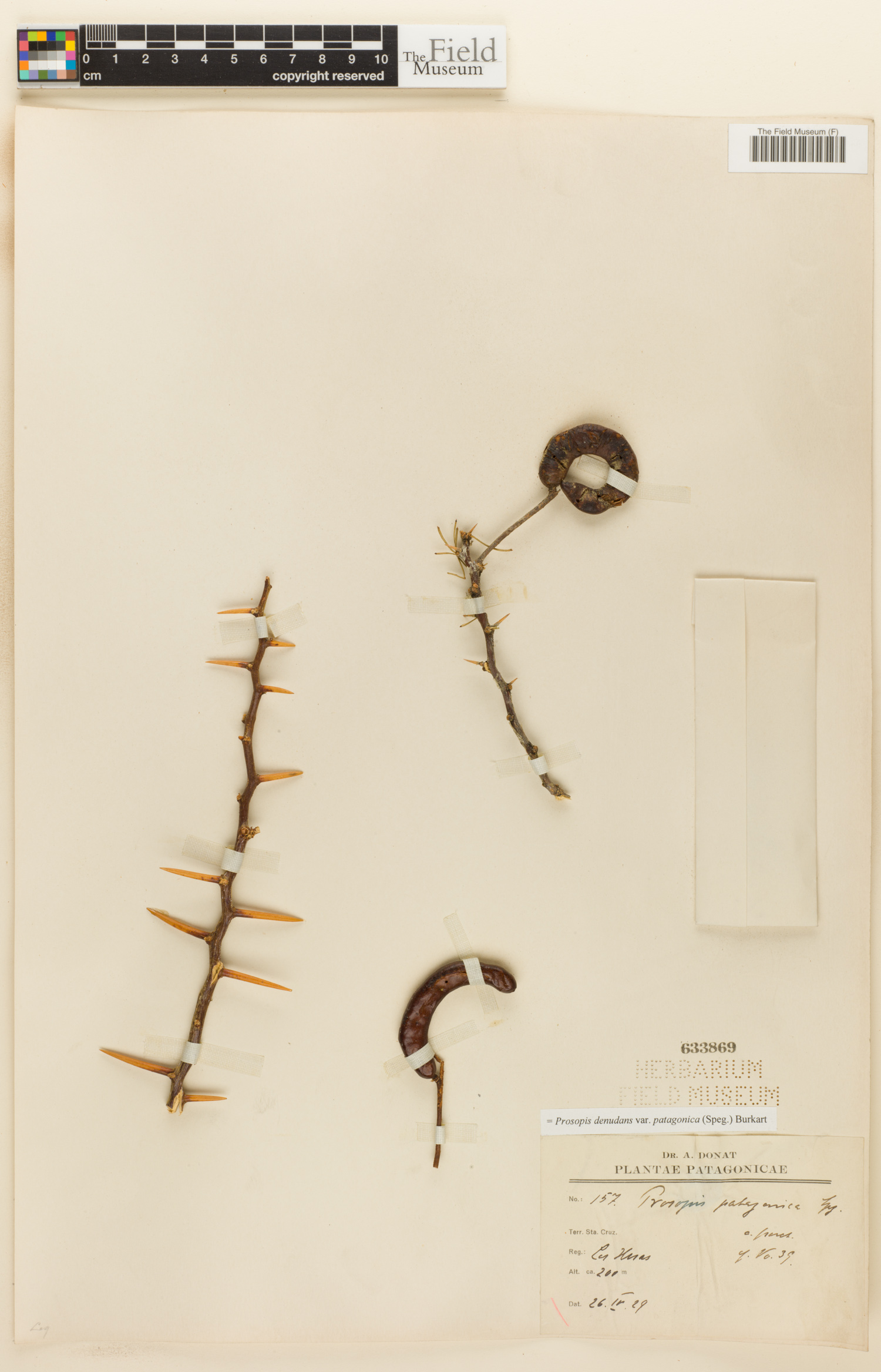 Prosopis denudans var. patagonica image