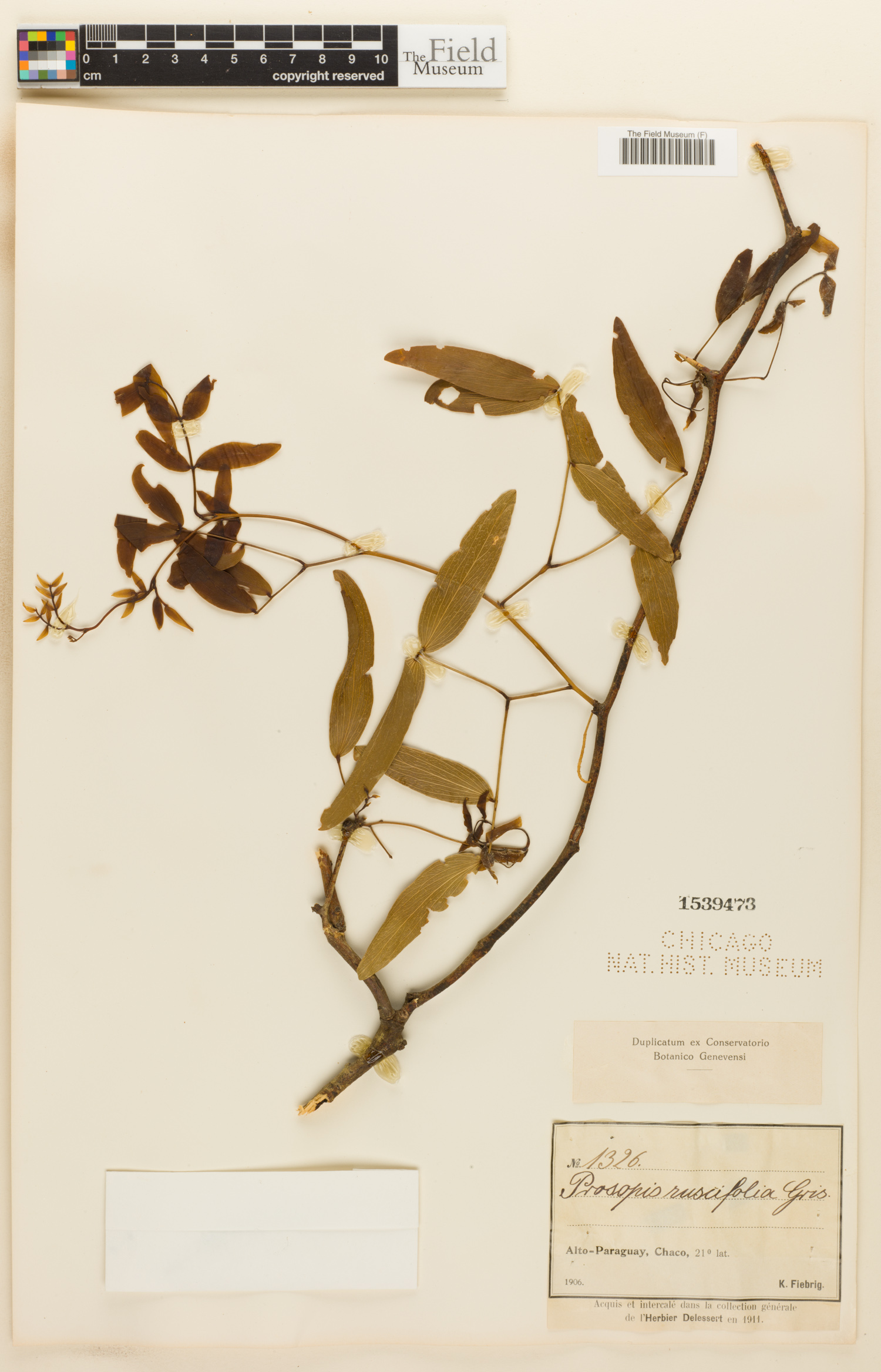 Prosopis ruscifolia image