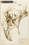 Prosopis sericantha image