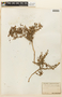 Prosopis strombulifera image