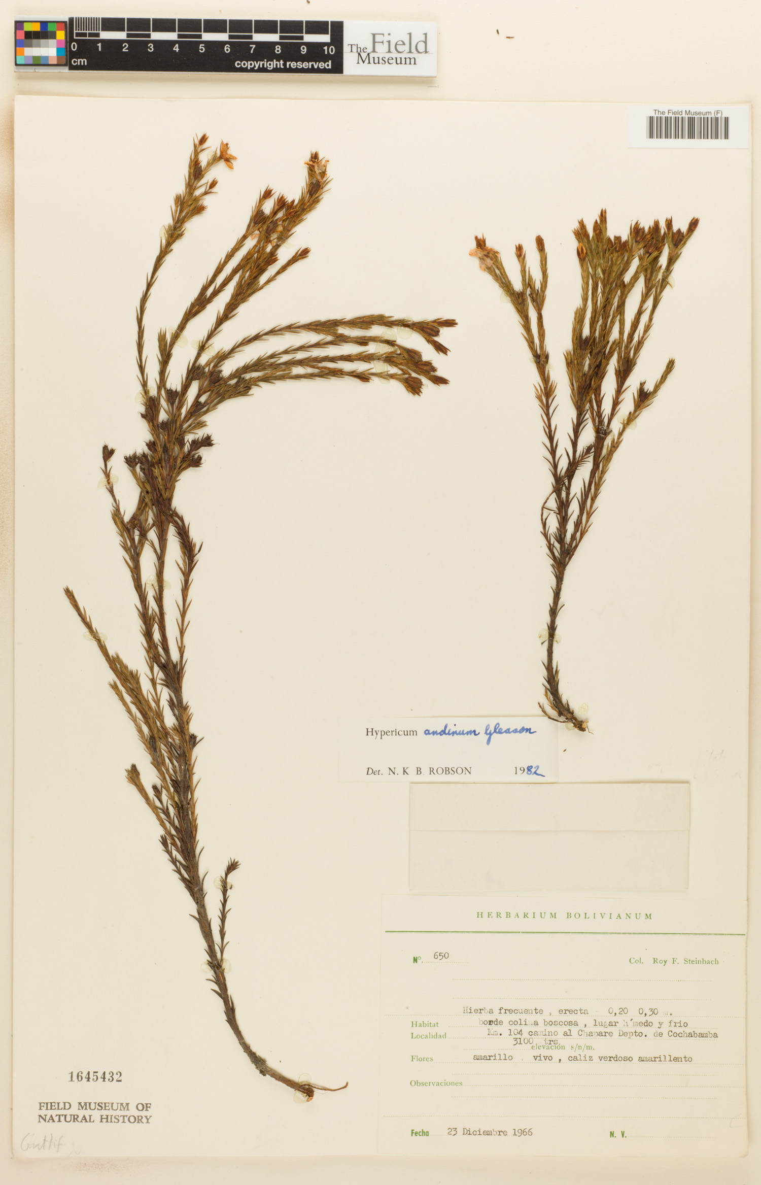 Hypericum andinum image
