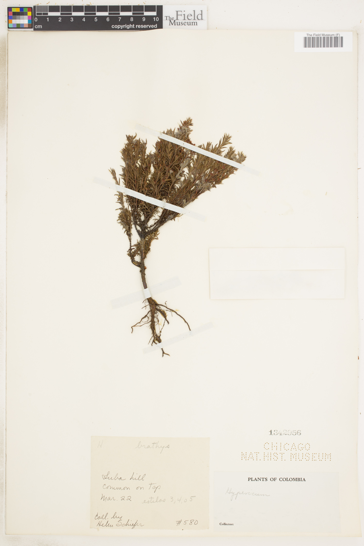 Hypericum bolivaricum image