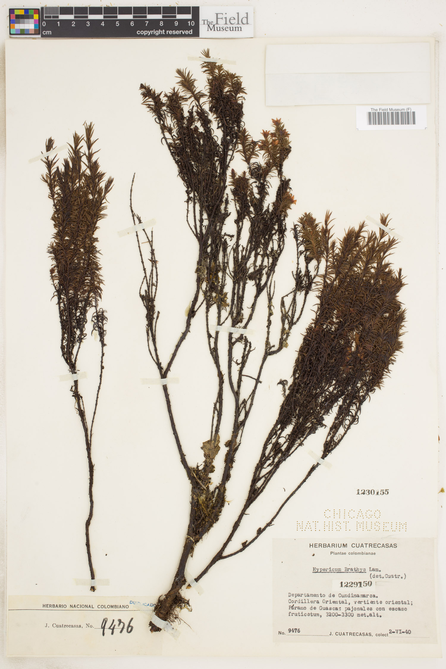 Hypericum bolivaricum image