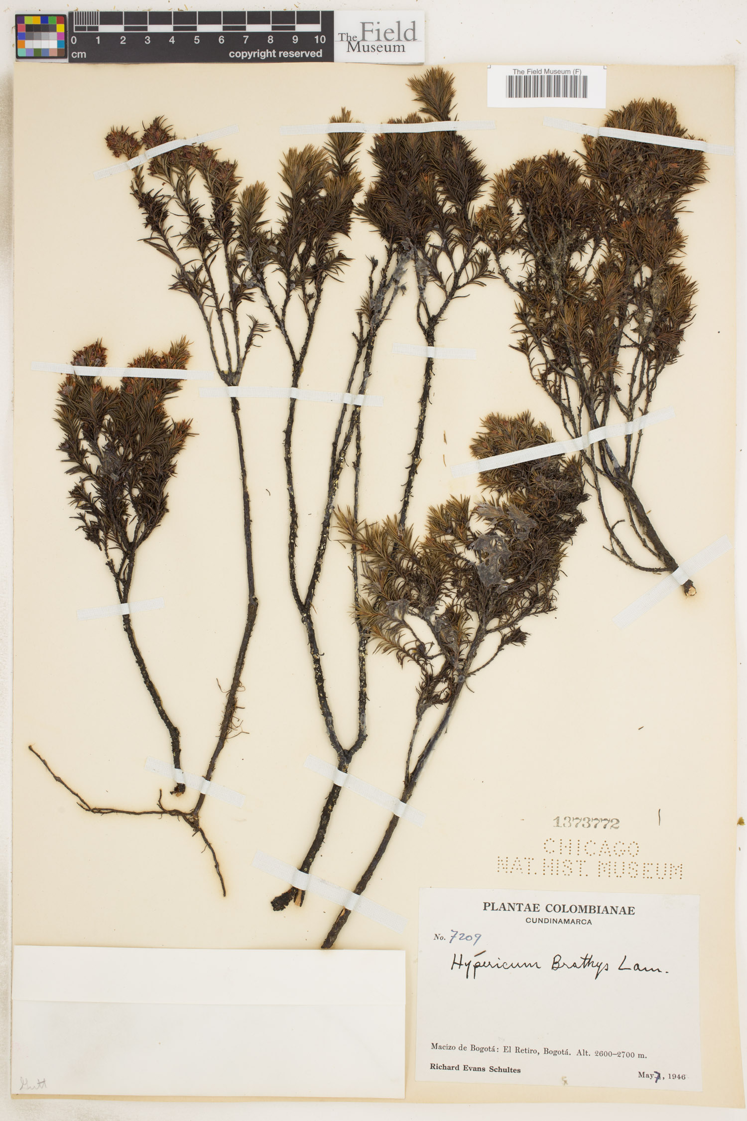 Hypericum bolivaricum image