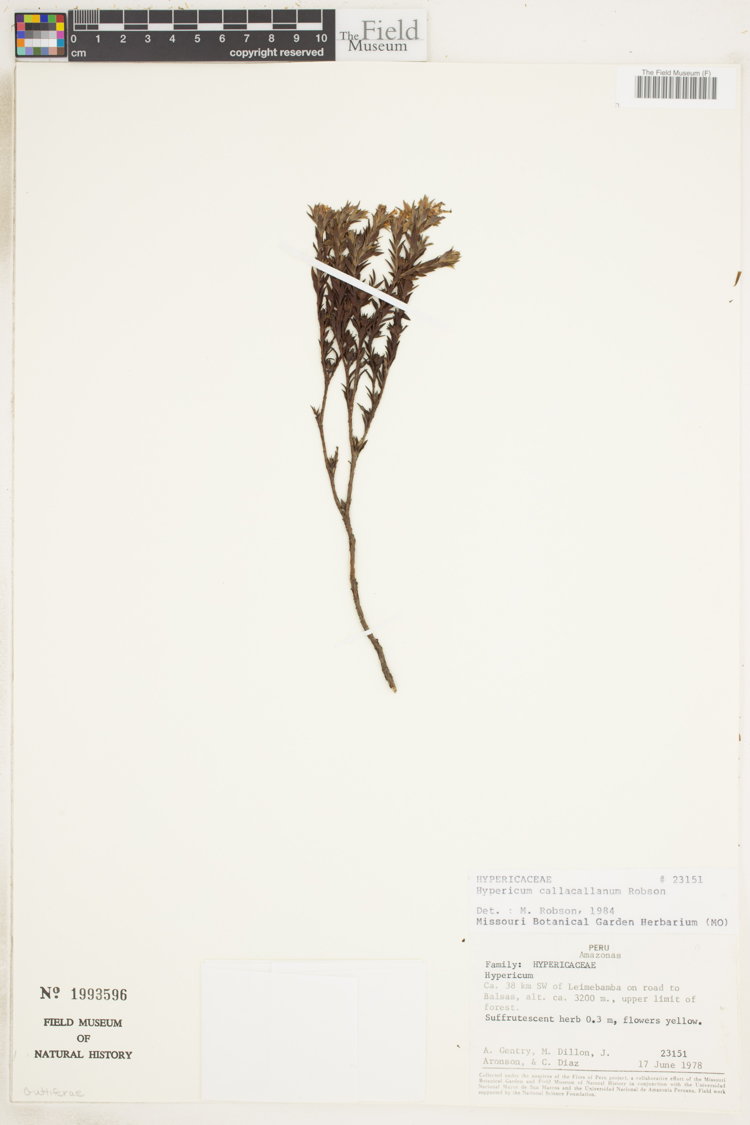 Hypericum callacallanum image