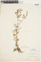 Hypericum campestre image