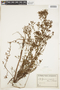Hypericum campestre image