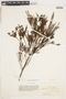 Hypericum juniperinum image