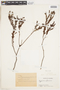 Hypericum humboldtianum image