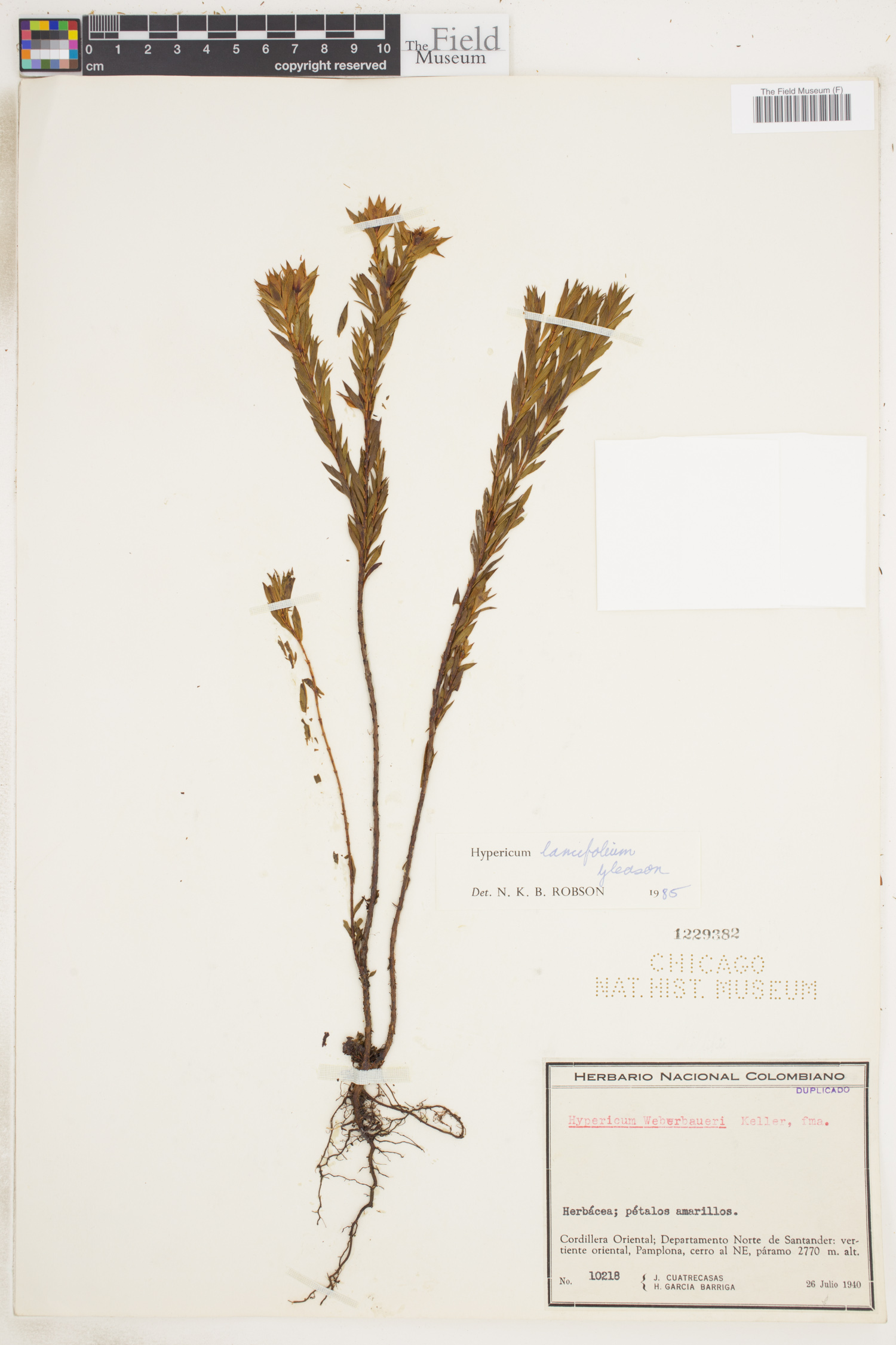 Hypericum lancifolium image