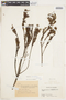 Hypericum lancifolium image