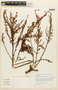 Hypericum laricifolium image