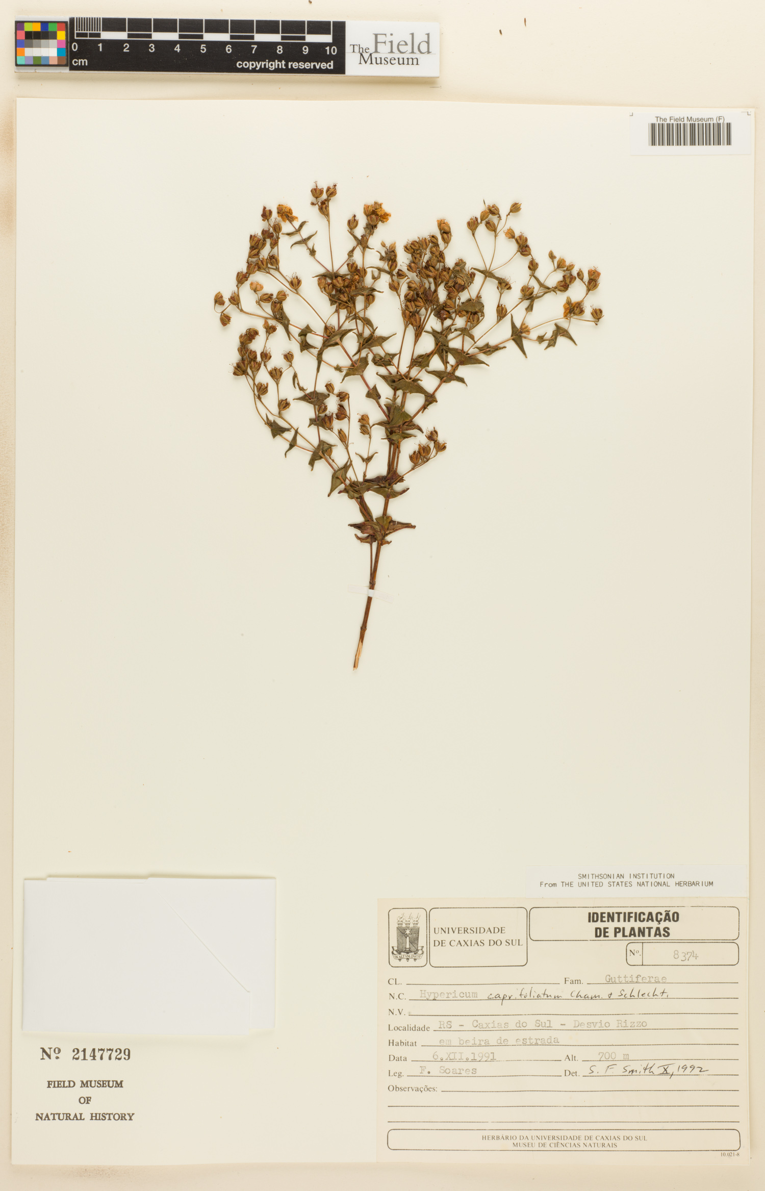 Hypericum caprifoliatum image
