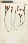 Hypericum caracasanum image