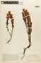 Hypericum caracasanum image