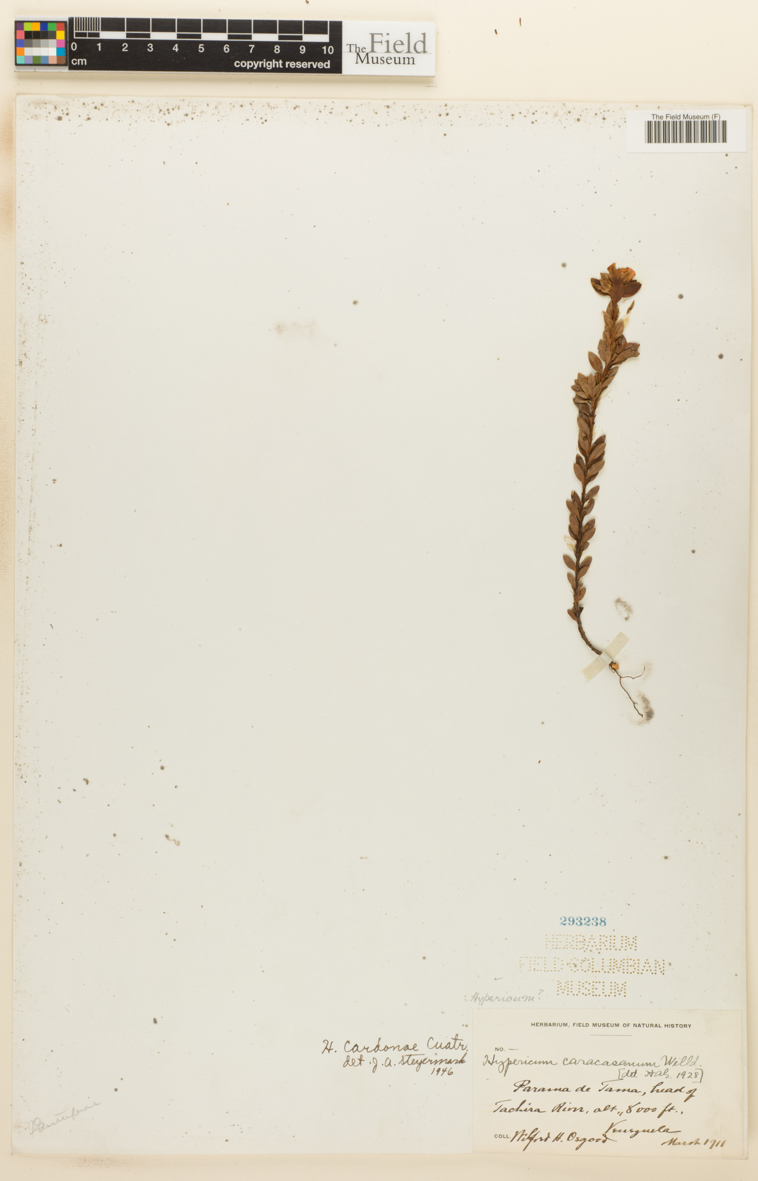 Hypericum caracasanum image