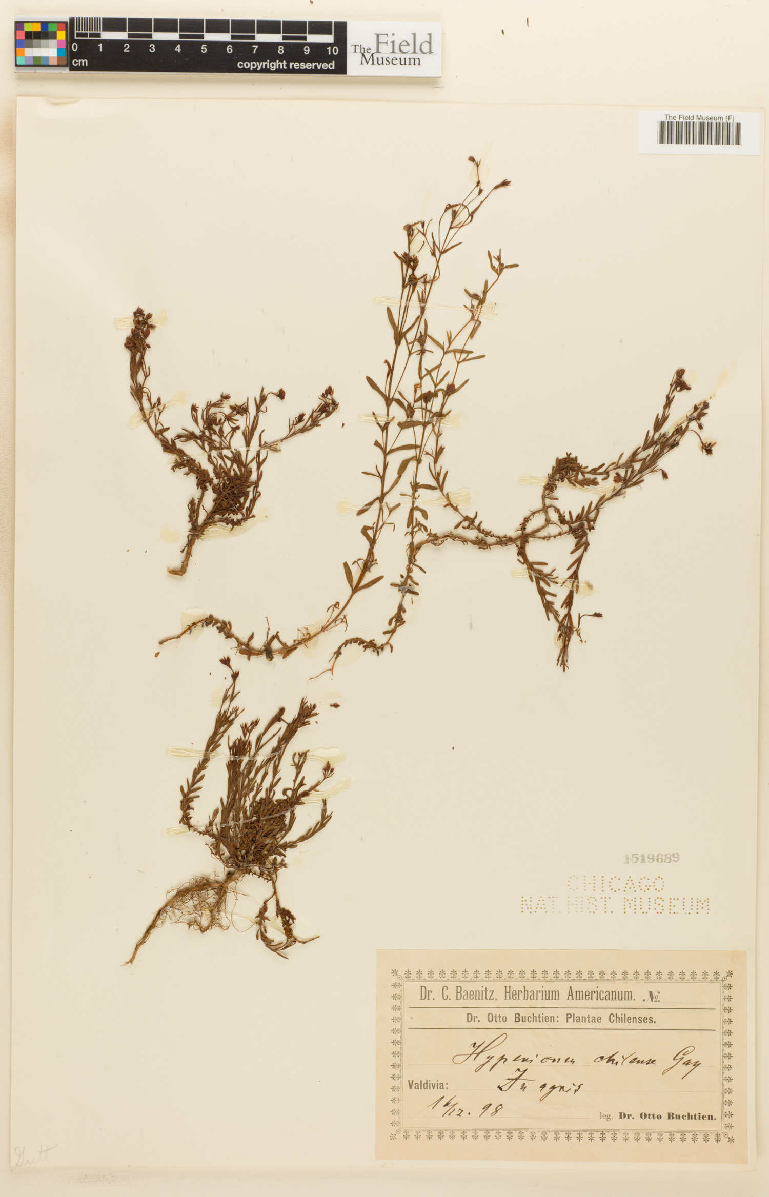 Hypericum chilense image