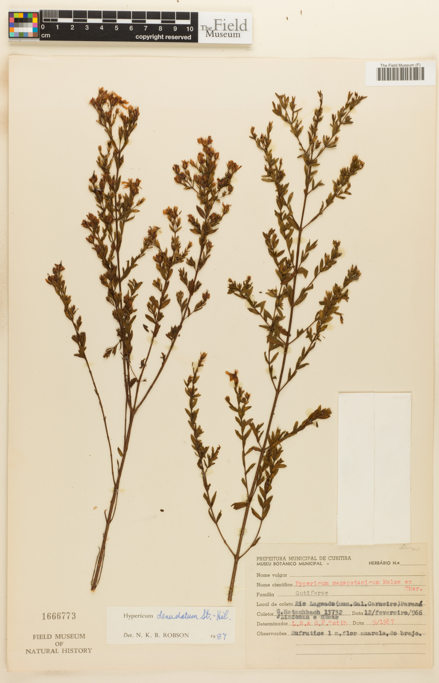 Hypericum denudatum image