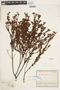 Hypericum humboldtianum image