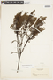 Hypericum juniperinum image