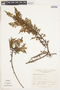 Hypericum laricifolium image