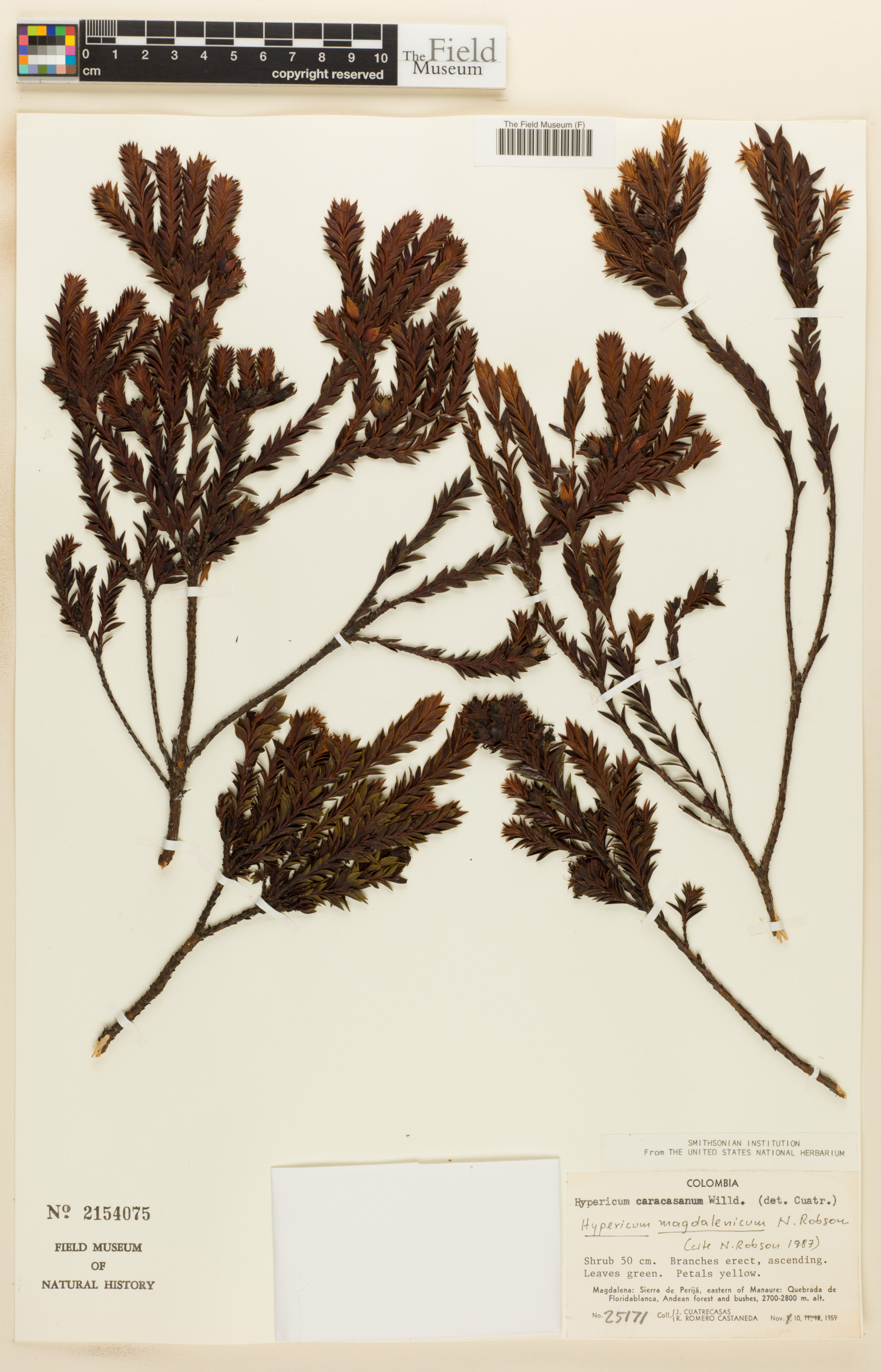 Hypericum magdalenicum image