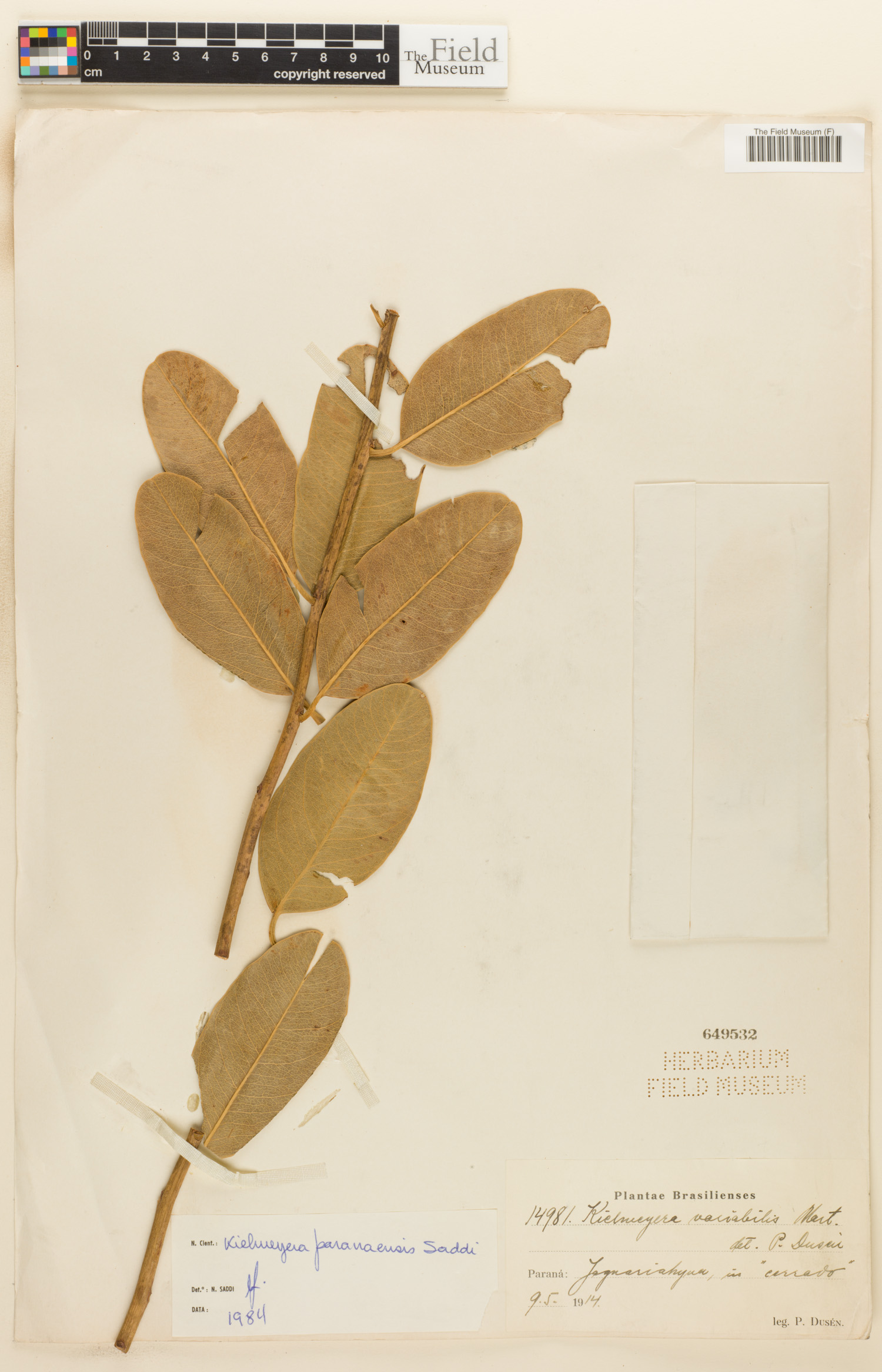 Kielmeyera variabilis subsp. paranaensis image