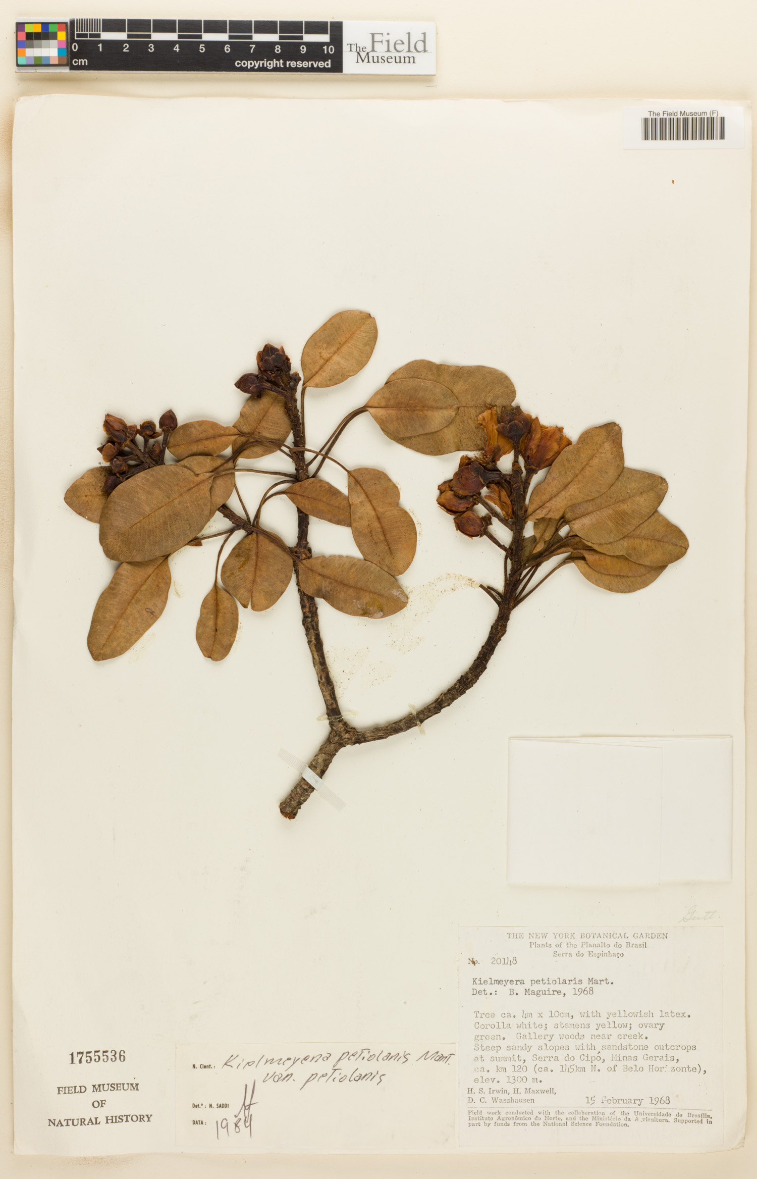 Kielmeyera petiolaris var. petiolaris image
