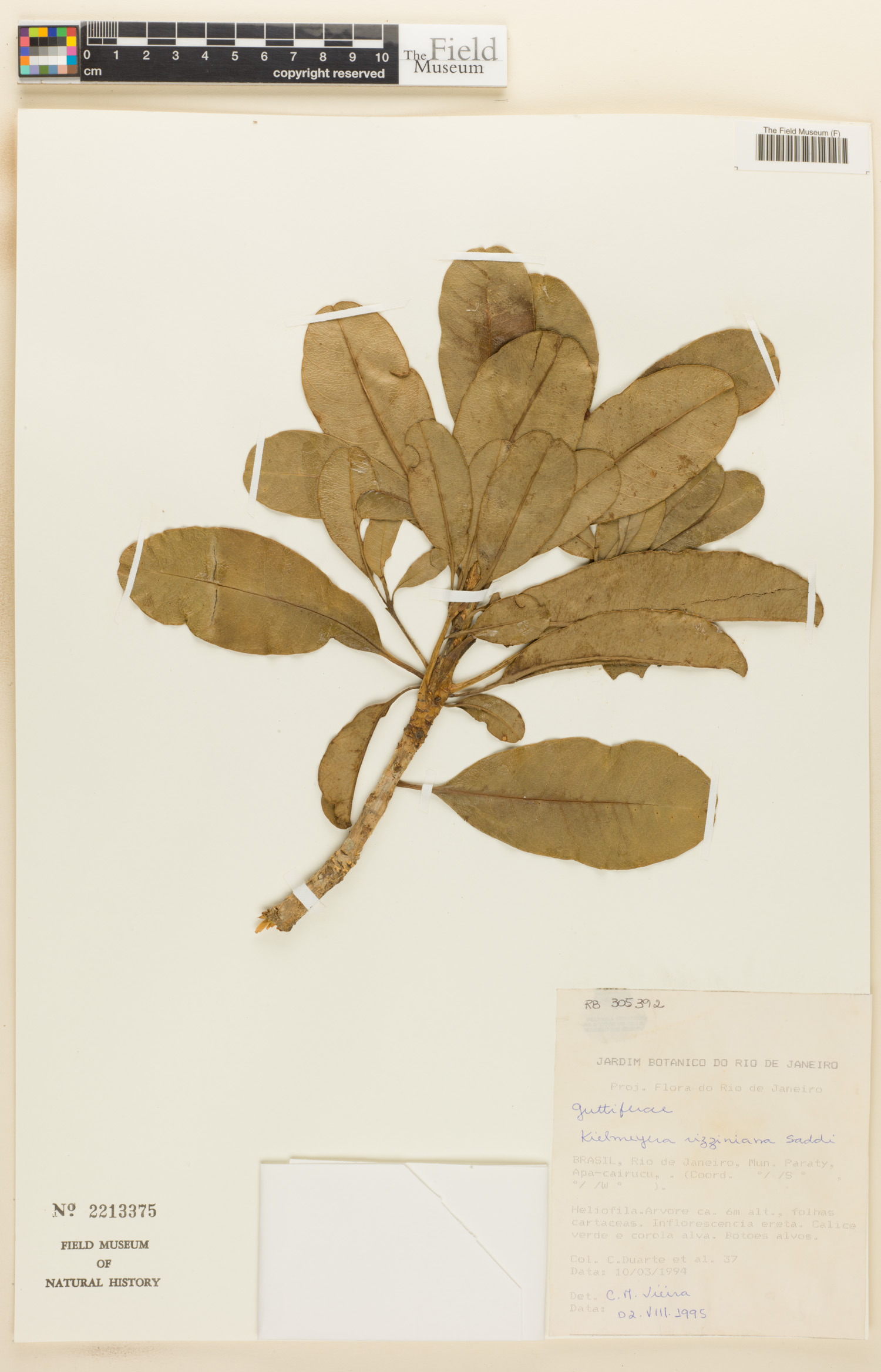 Kielmeyera rizziniana image
