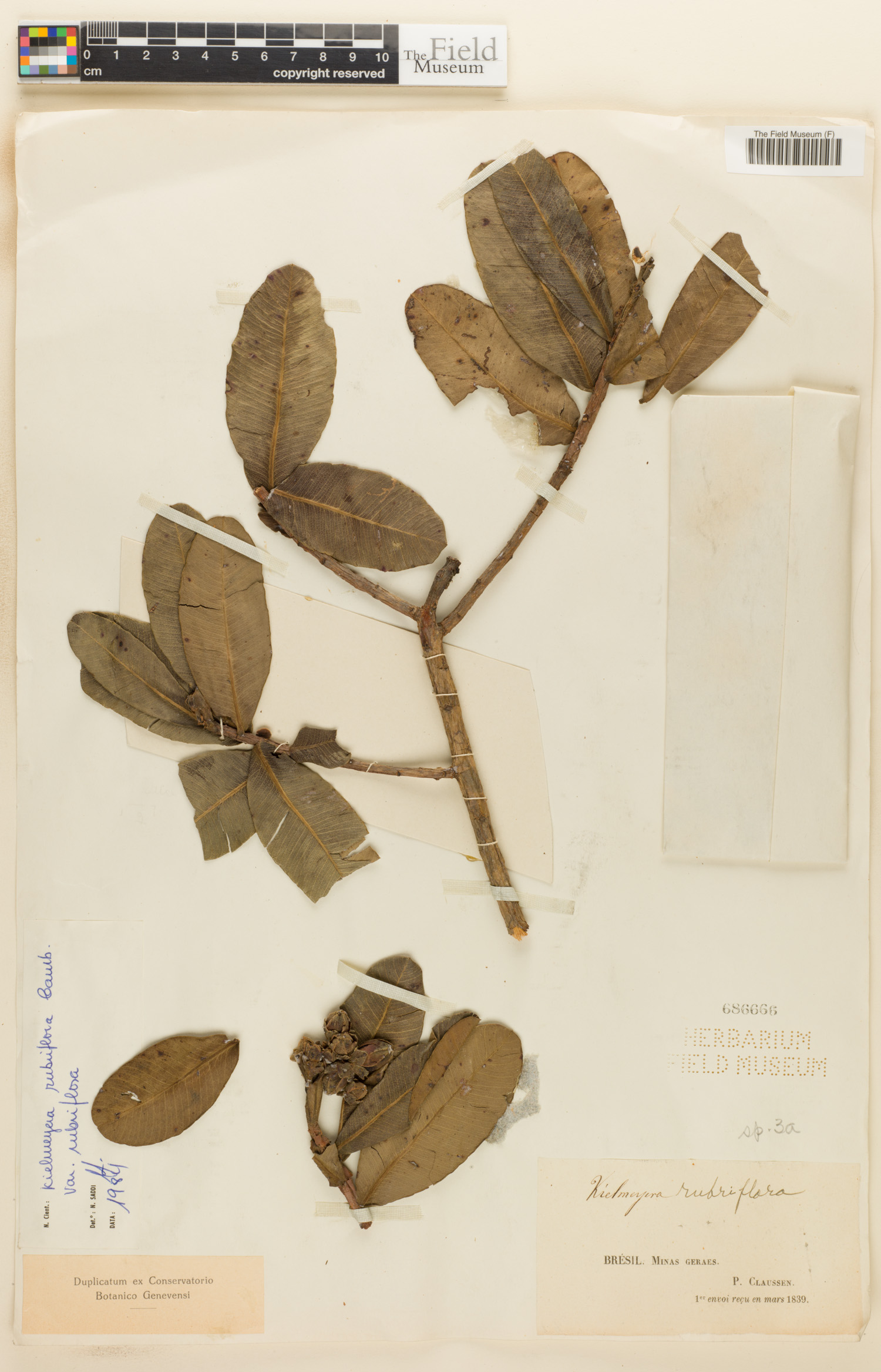 Kielmeyera rubriflora image