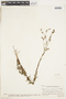 Hypericum thesiifolium image