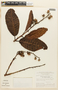 Mahurea palustris image