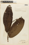 Mahurea palustris image