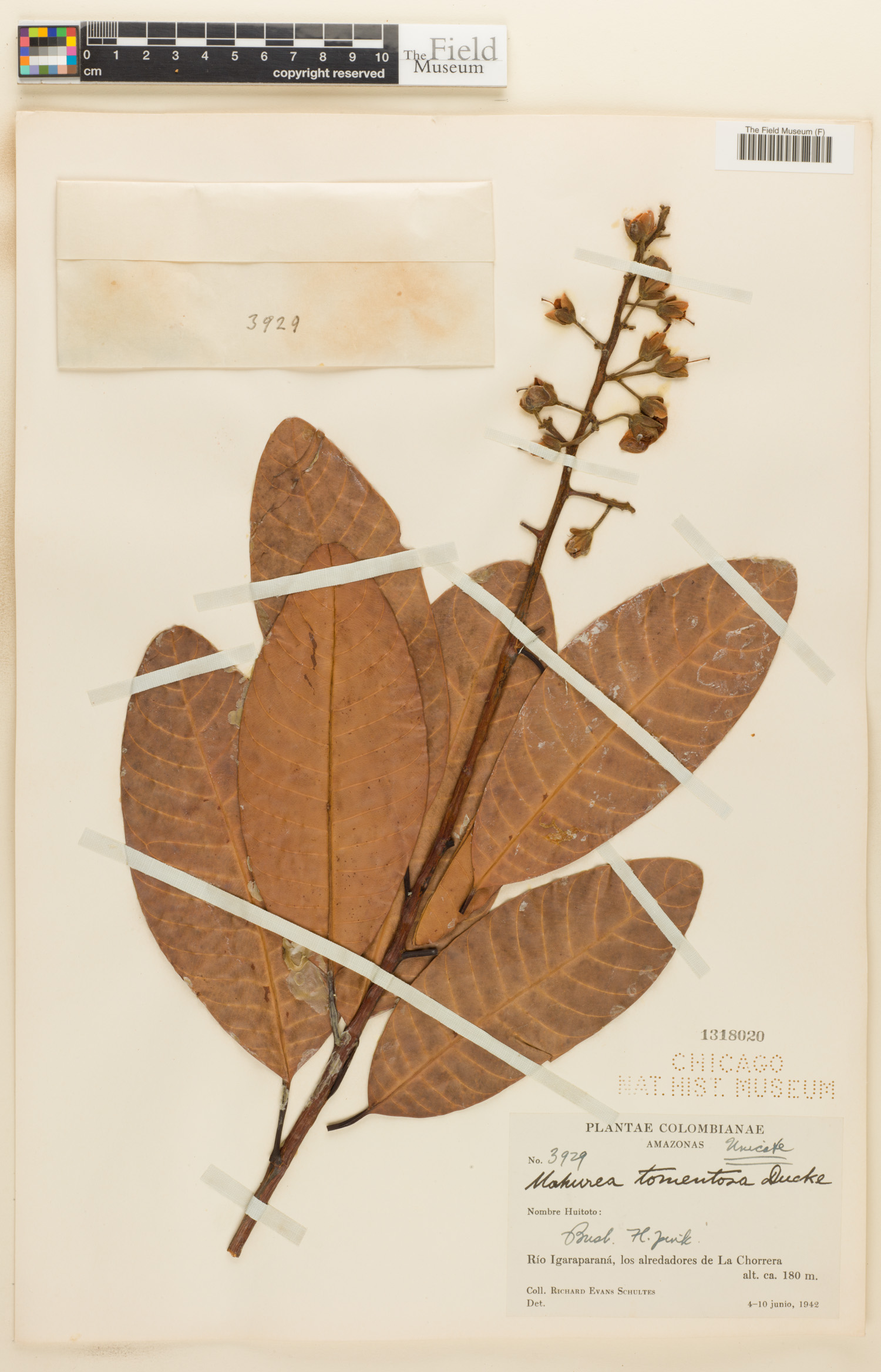 Mahurea exstipulata image