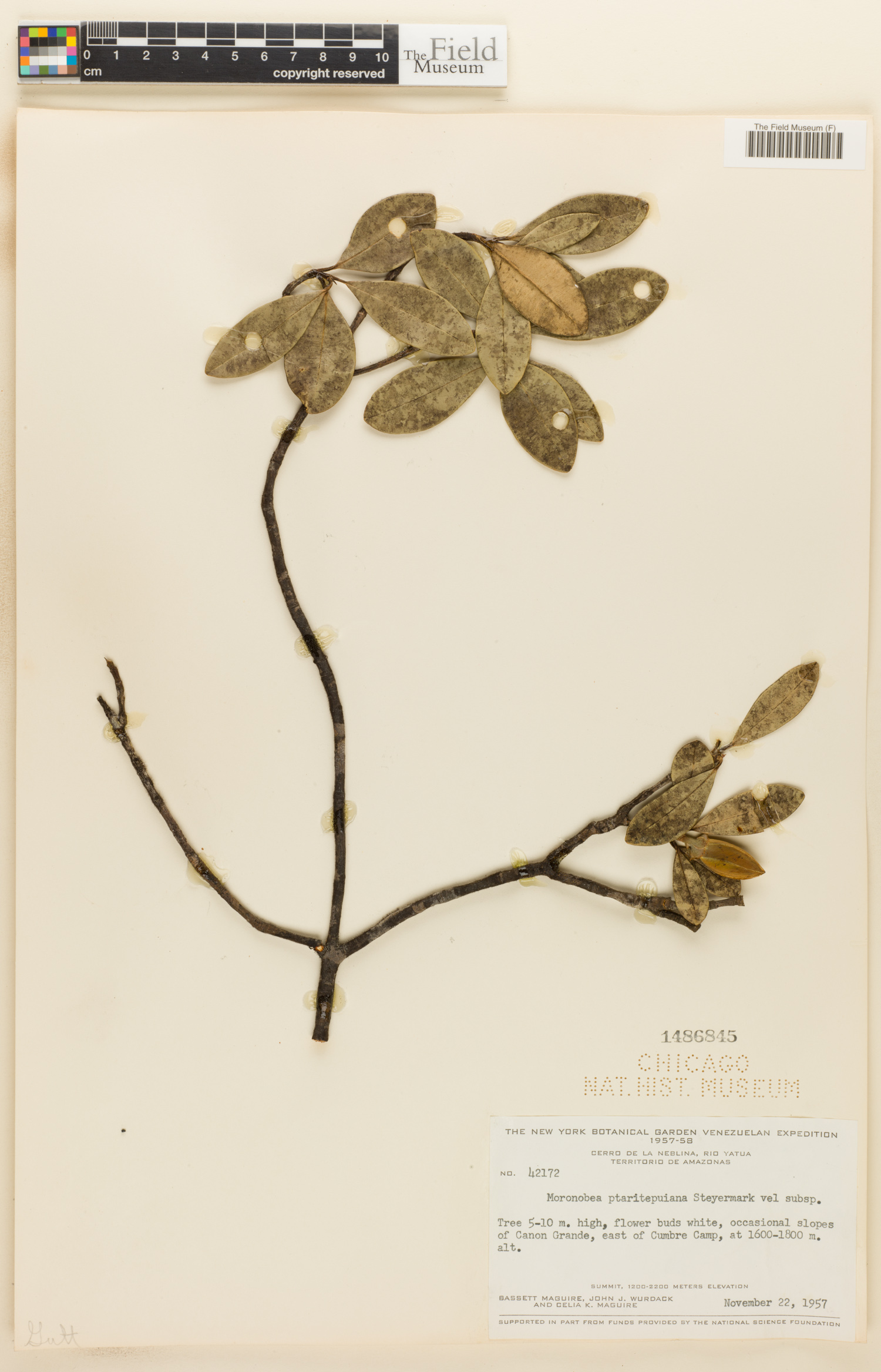 Moronobea ptaritepuiana image