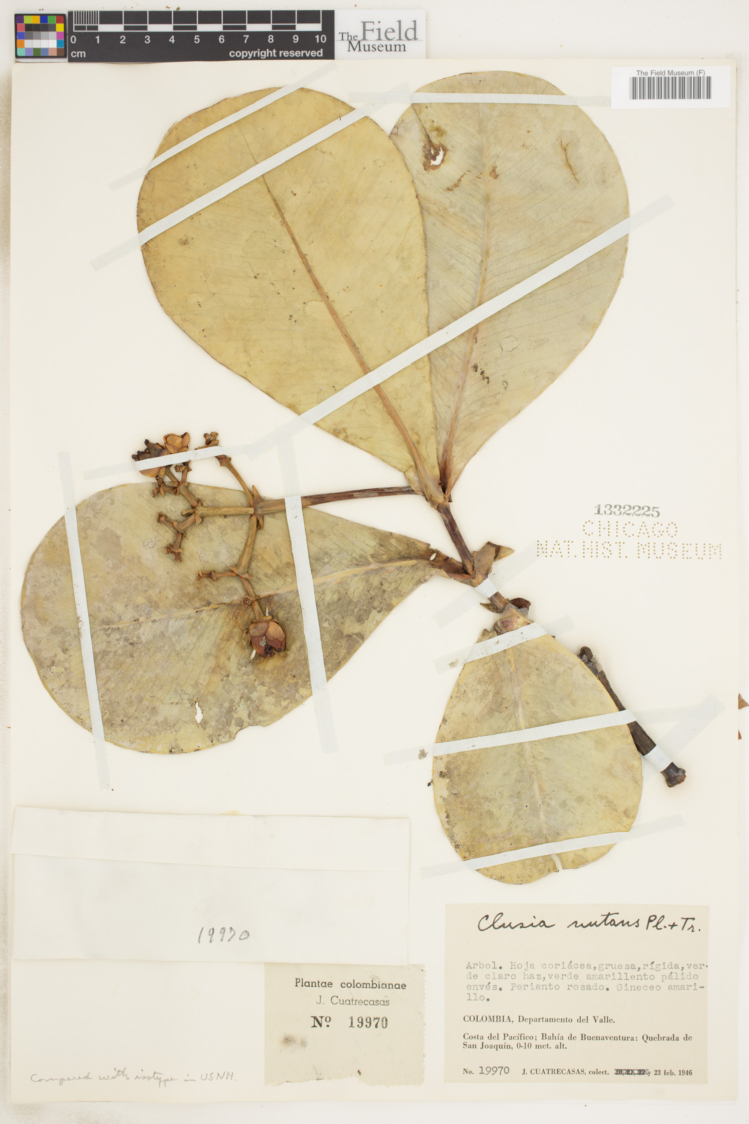 Clusia nutans image